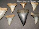 Dark Water Megs Megalodon Tooth01 (3)